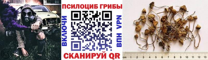 Псилоцибиновые грибы MAGIC MUSHROOMS  купить закладку  Цоци-Юрт 